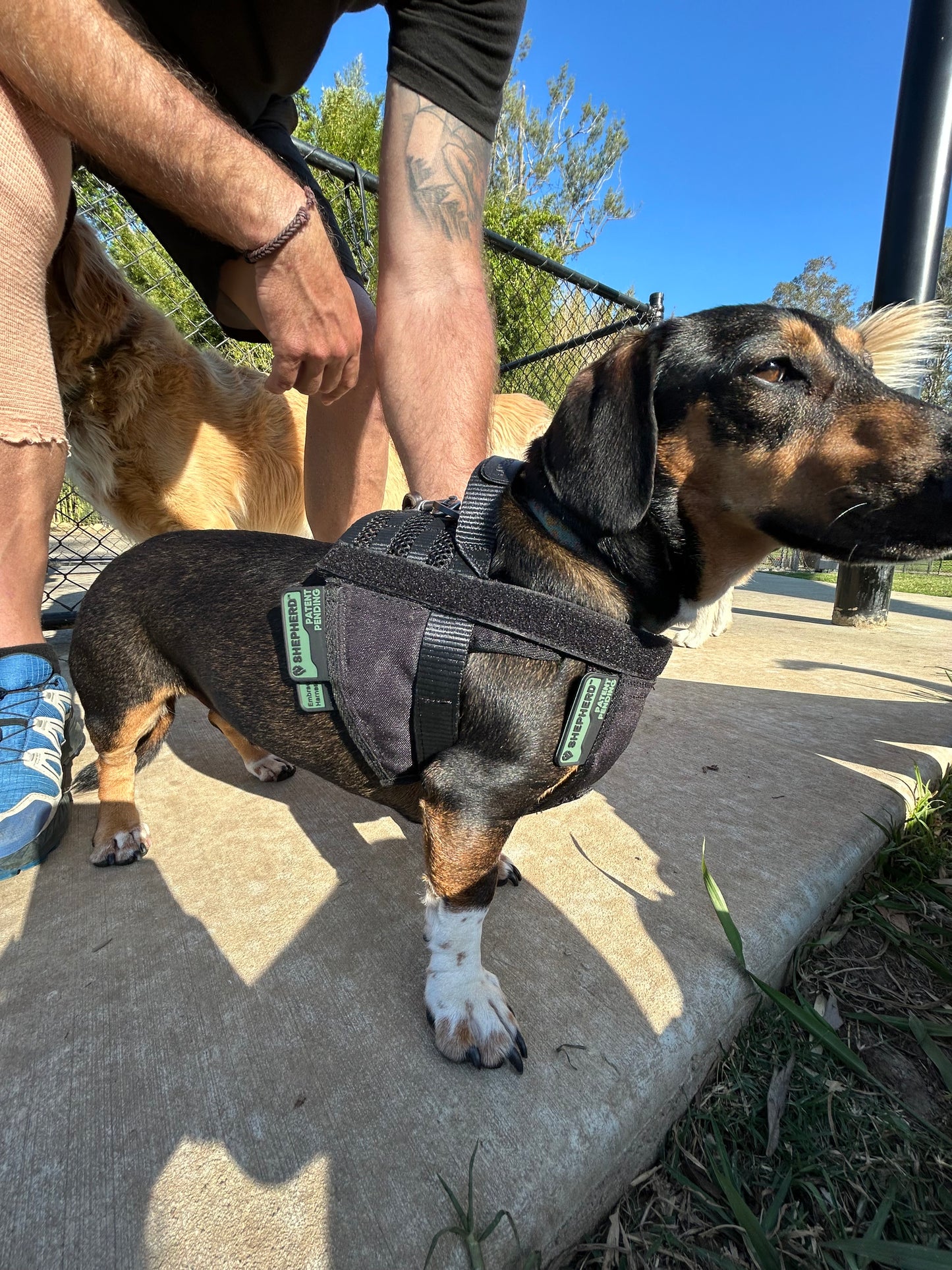 Shepherd Lite Cooling Dog Harness