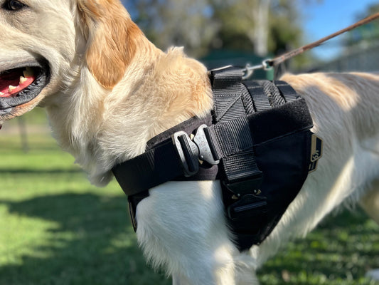 How to Keep Your Dog Cool in Summer: Practical Tips That Actually Work