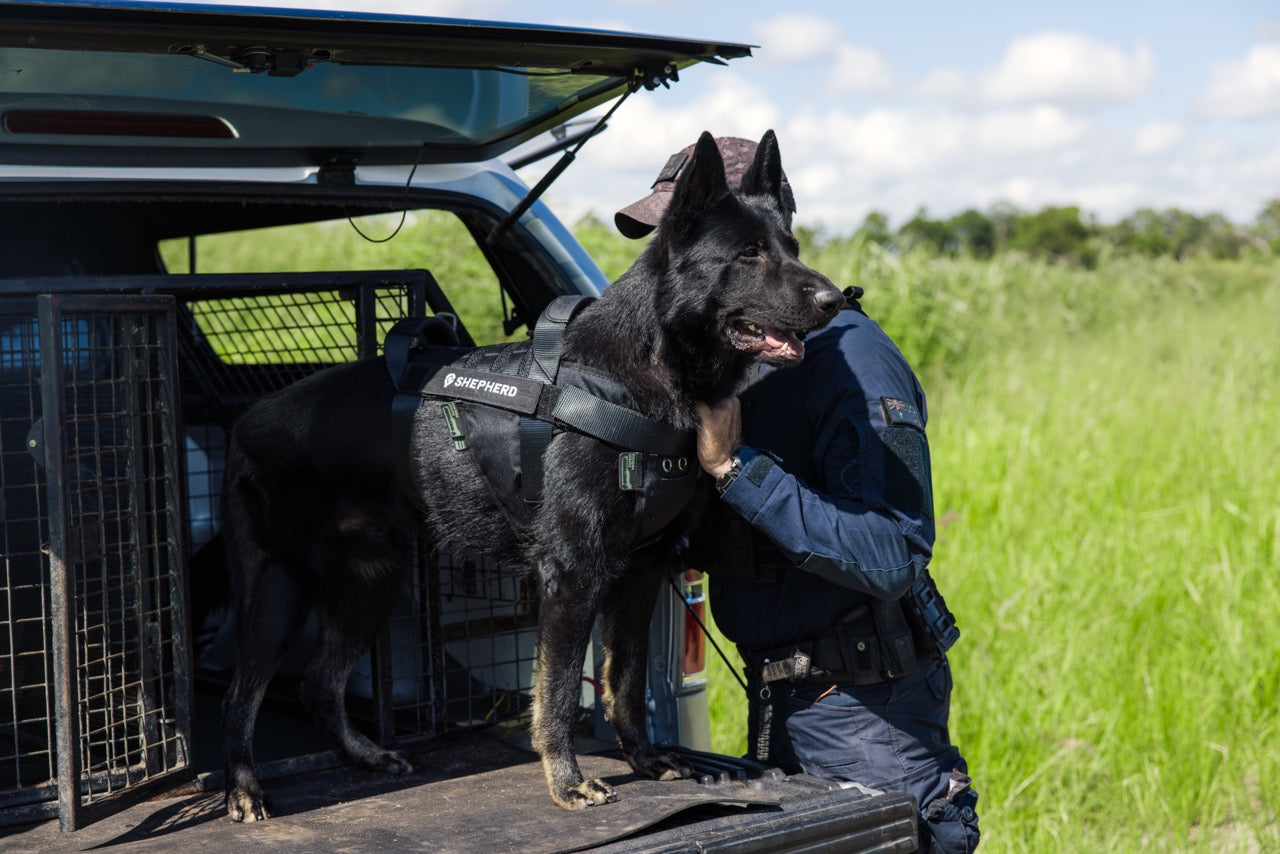 Black German Shepherd dog in cooling harness on tailgate of Police vehicle. Text overlay: "Dogs Overheat. We Solved It"