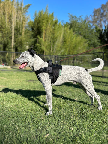 Lite Harness - Pre Order