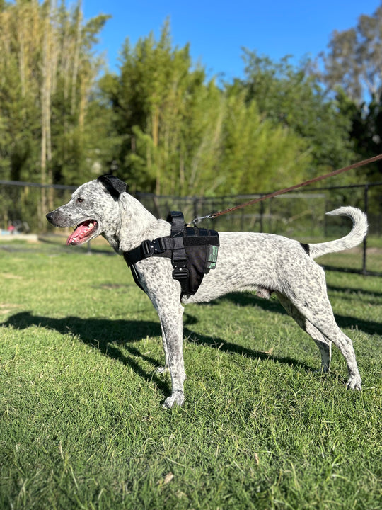 Lite Harness - Pre Order