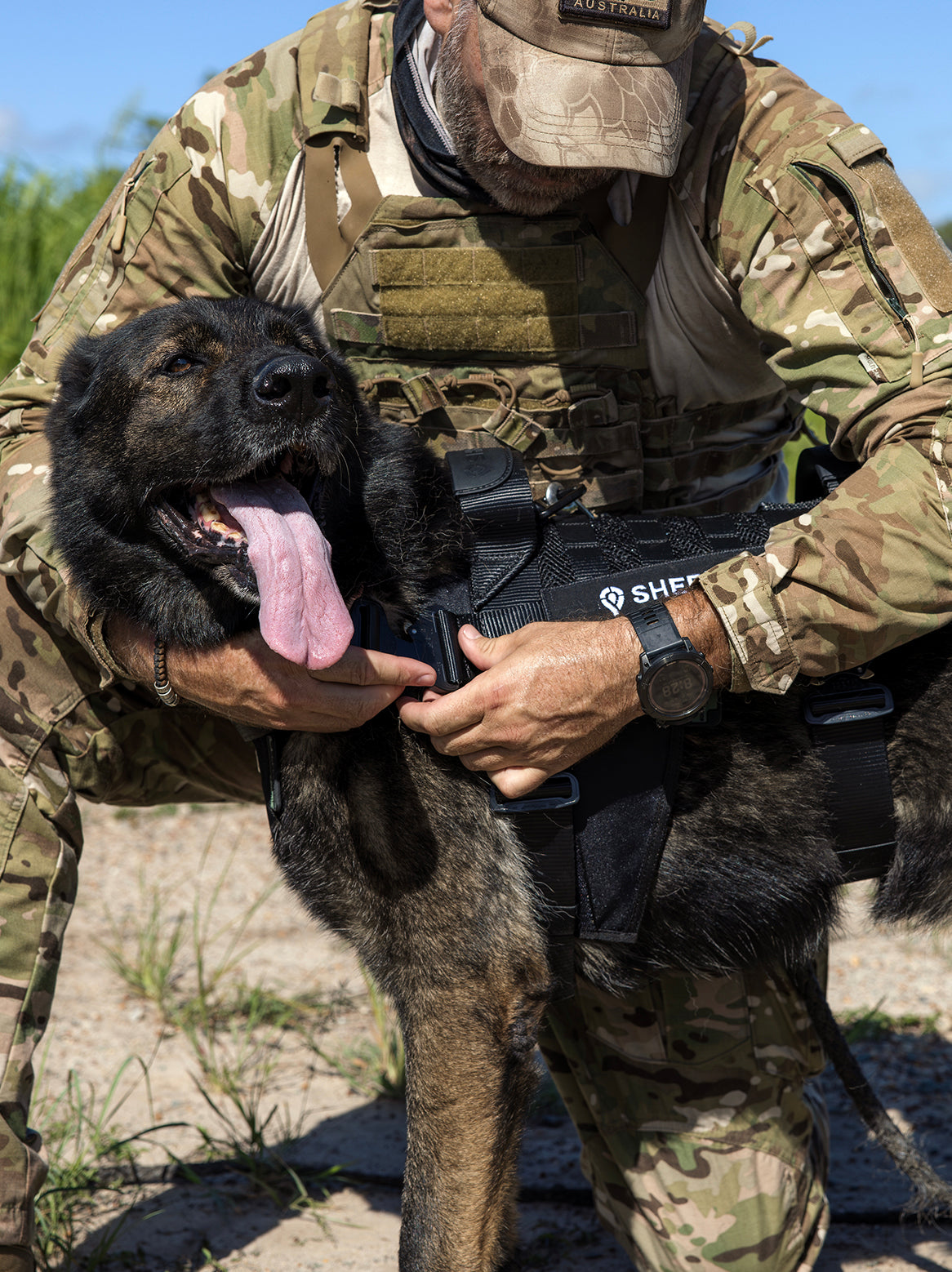 Tactical dog harness