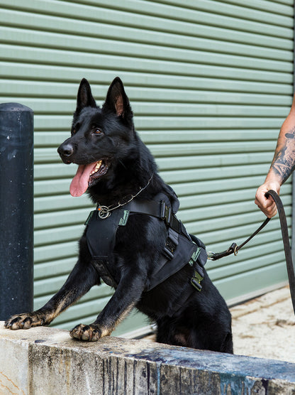 Tactical dog harness