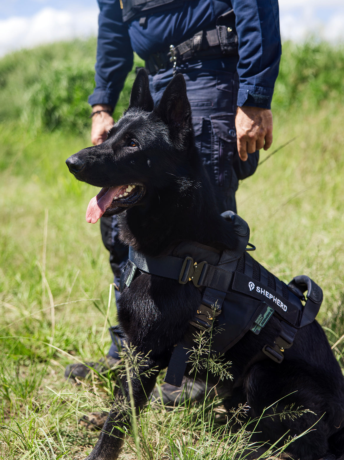 Tactical dog harness